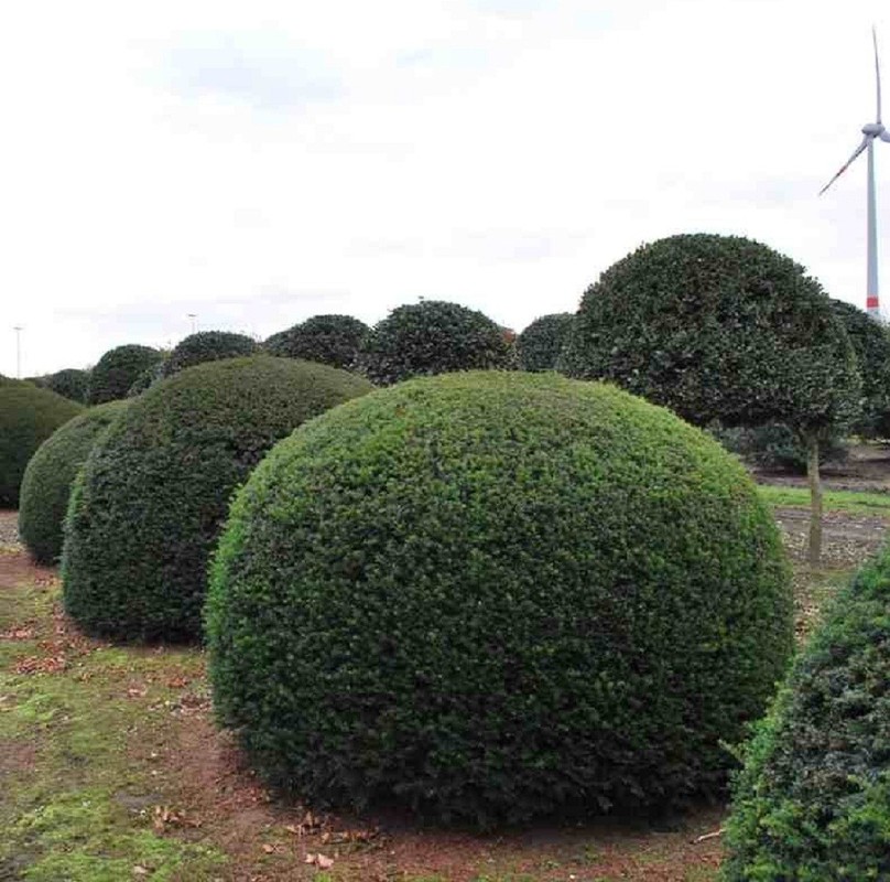 TAXUS BACCATA BALL Eurogarden Eu