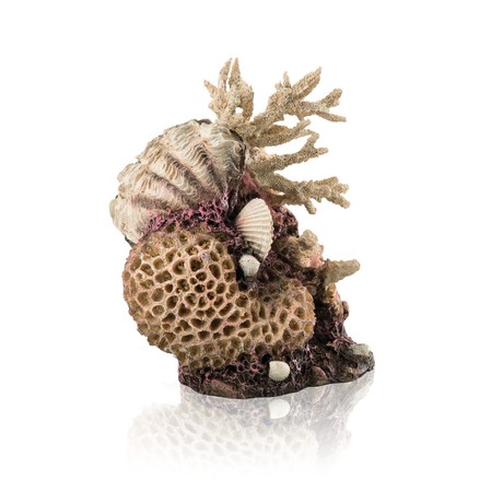 DECORATION CORAL AND SHELLS, NATUR