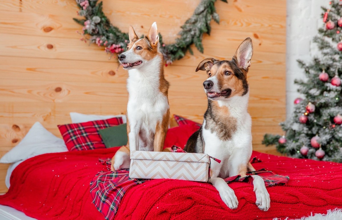  Celebrate the holidays with your pets