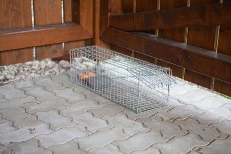 TRAP FOR MINTS, RATS - METAL CAGE