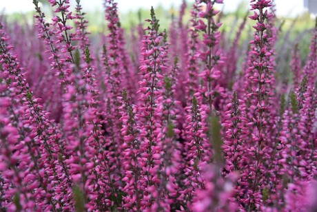 CALLUNA, V LONČKU fi12cm - eurogarden.eu