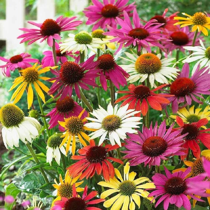 ECHINACEA, AMERIŠKI SLAMNIK, V LONCU Fi19cm - Eurogarden.eu