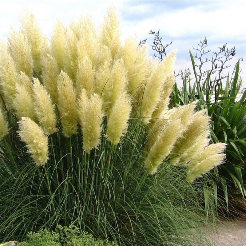 CORTADERIA SELL. ARGENTEA V LONCU 3,5lit - eurogarden.eu