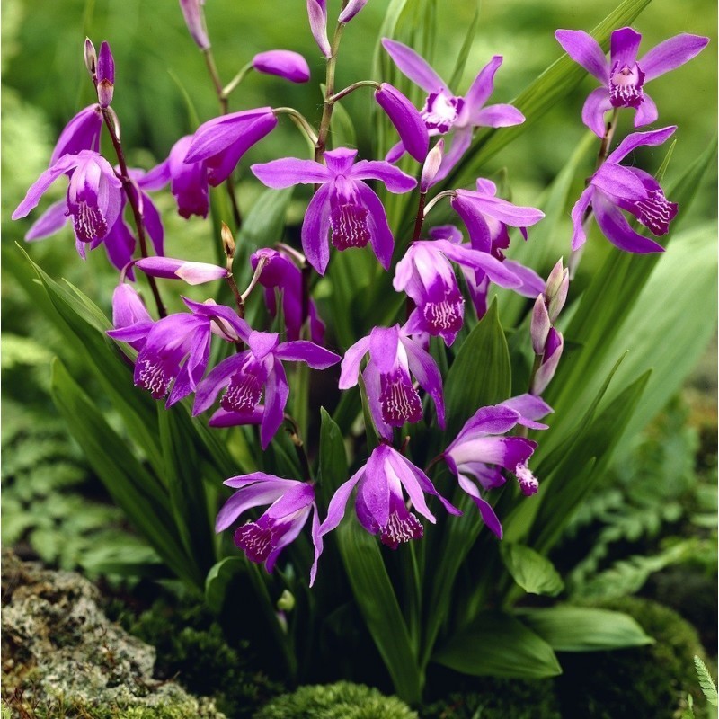 saatgut wilde mhre Samen Wild Mhre - Dara