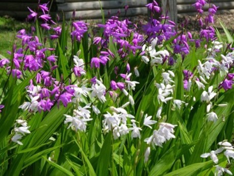 BLETILLA STR.'VARIEGATA' V LONCU 2lit - eurogarden.eu