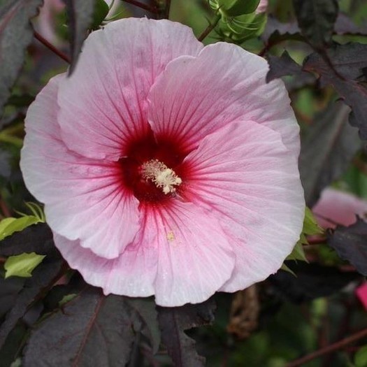 HIBISCUS M.'SUMMER STORM' LONEC 2L - eurogarden.eu