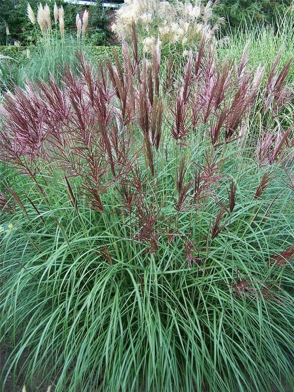 MISCANTHUS SIN. RED CHIEF V LONCU 9lit - eurogarden.eu