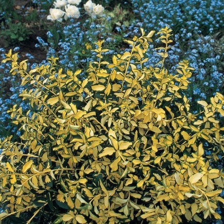 EUOEUONYMUS FORTUNEI 'BLONDY'