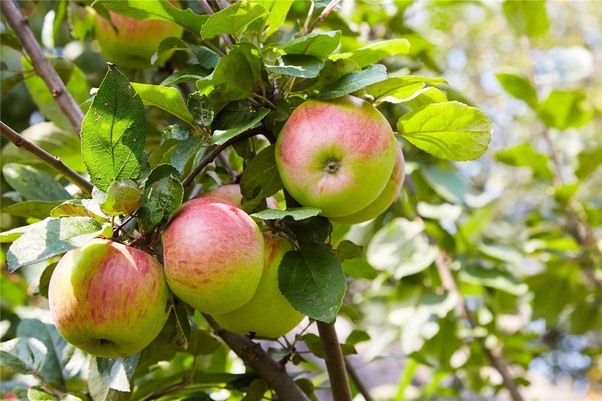 APPLE TREE 'GRAFENŠTAJNC', M7 ROOTSTOCK - eurogarden.eu