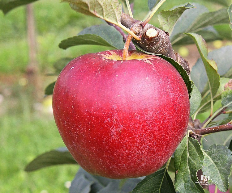 APPLE TREE 'DELORINA', M9 ROOTSTOCK - eurogarden.eu