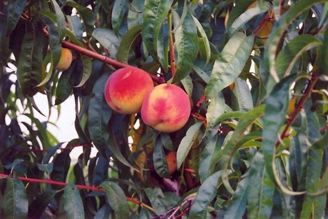 PEACH 'CRESTHAVEN', PEACH SEEDLING ROOTSTOCK