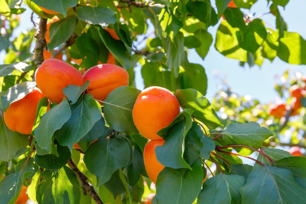 SUNGIANT GOLDRICH APRICOT 2-3 YEAR SEEDLING IN A 10lit POT - eurogarden.eu