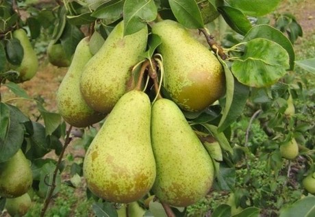 PEAR 'CONFERENCE'