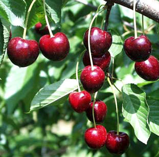 REGINA CHERRY ROOTSTOCK GISELA 5 1 YEAR BARE ROOT SEEDLING - eurogarden.eu