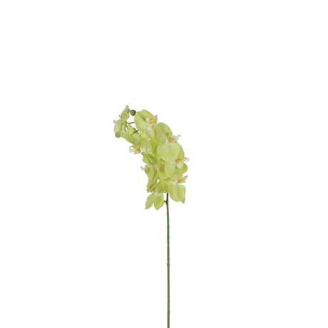 GREEN ORCHID 71cm