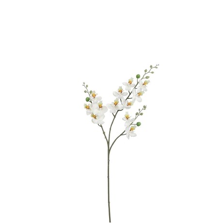 ORCHID WHITE 75cm