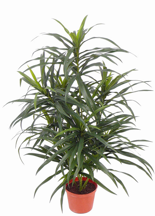 DRACAENA ANITA U LONCU fi 14cm - eurogarden.eu