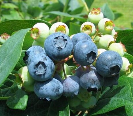 BLUEBERRY 'BRIGITTA BLUE', POT 3L - eurogarden.eu