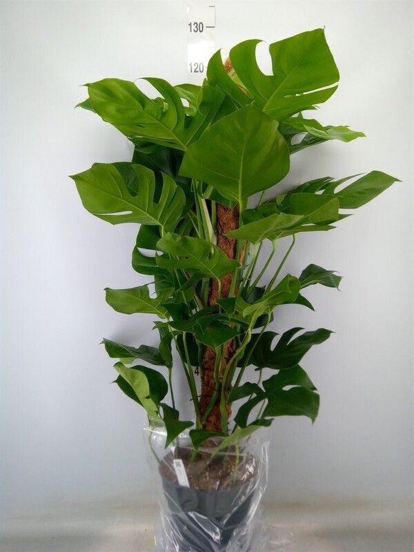 harmony plants B goods plants / sad plants main image 0