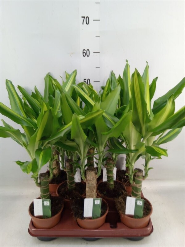 CORN PLANT, DRACAENA FRAGRANS MIX, POT fi11cm - eurogarden.eu