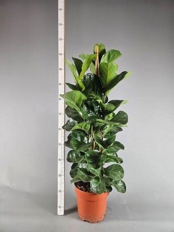 SRETNI BAMBUS, DRACAENA SANDERIANA 'LUCKY BAMBOO' - eurogarden.eu