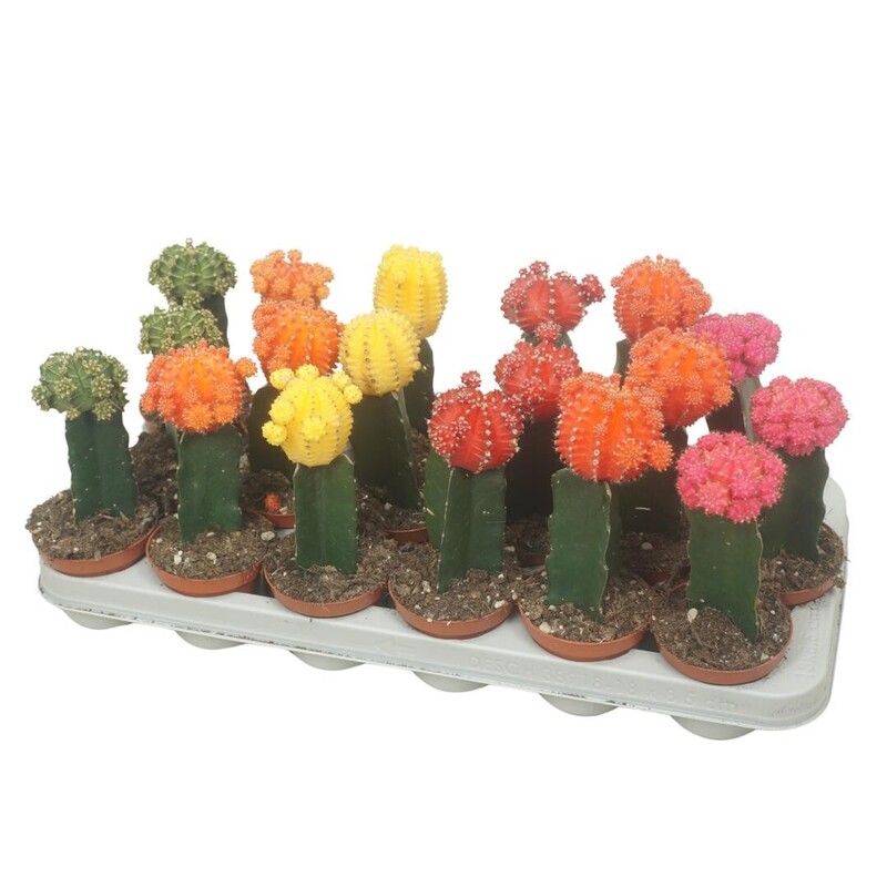 KAKTUS, GYMNOCALYCIUM MMIHANOVICHII 'BRASIL' - eurogarden.eu