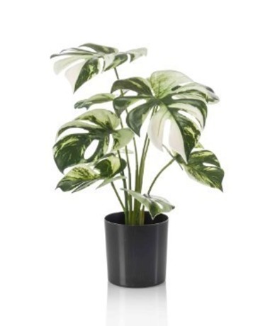 monstera jewellery Plant Lady Earrings | Hawaii Jewelry main image 1